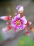 杨桃花
