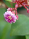 杨桃花