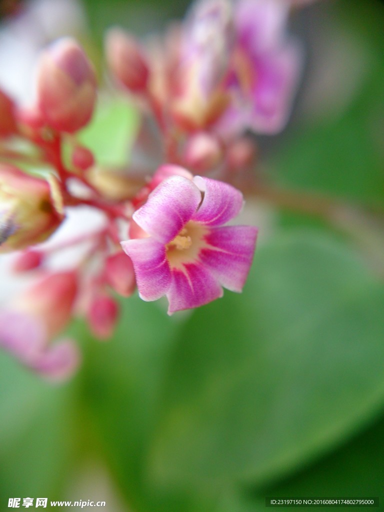 杨桃花