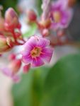 杨桃花
