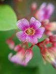 杨桃花