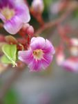 杨桃花