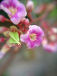 杨桃花