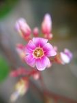 杨桃花