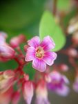 杨桃花