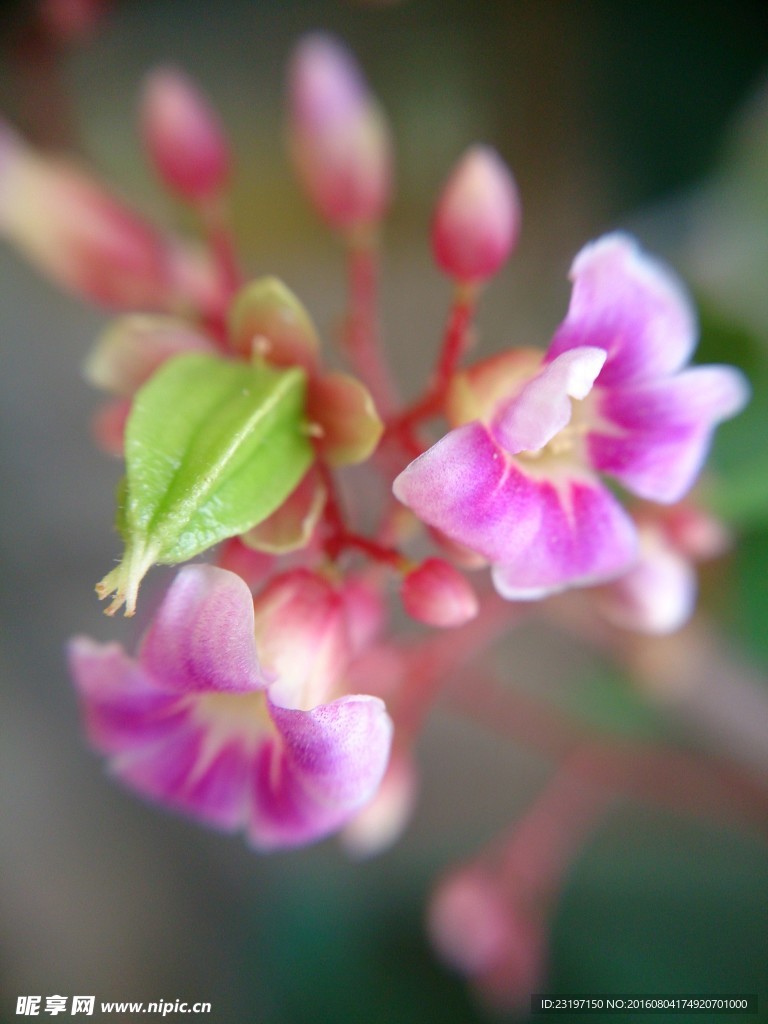 杨桃花