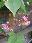 杨桃花