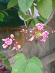 杨桃花