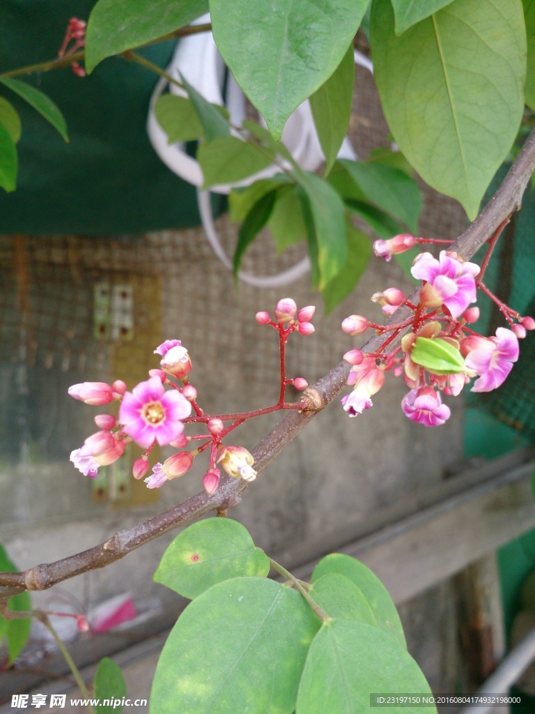 杨桃花