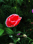 鲜花