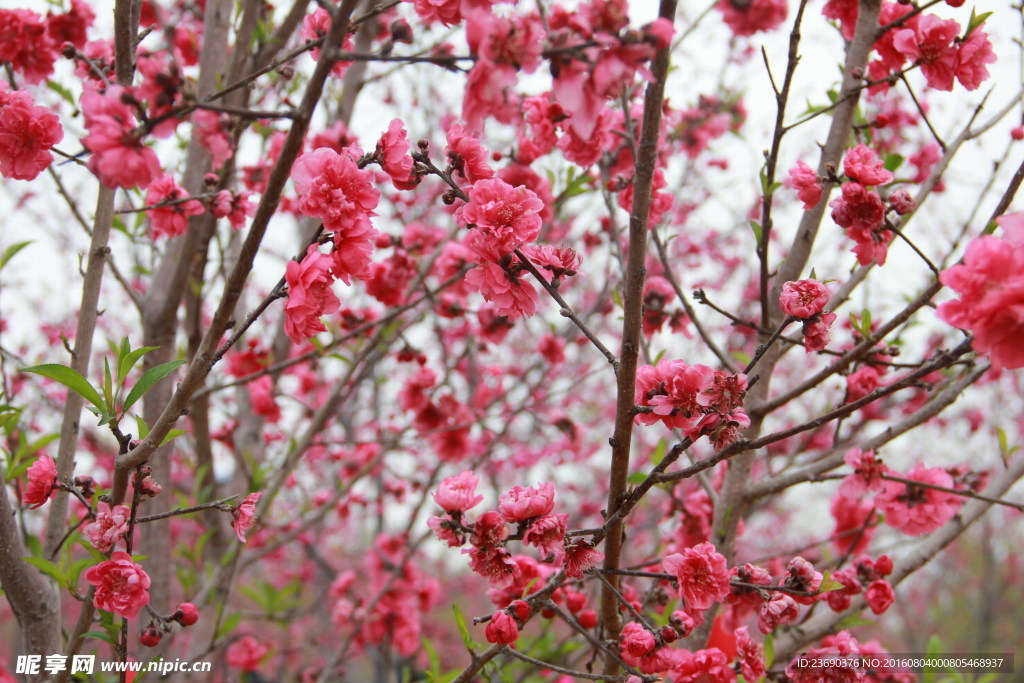 樱花