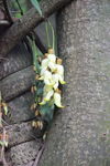 禾雀花