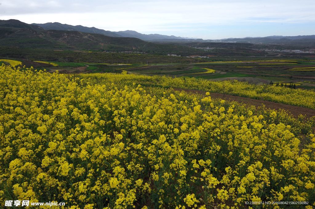 塬上梯田油菜花