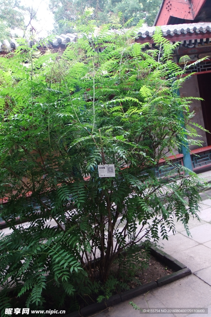 珍珠梅 绿色植物