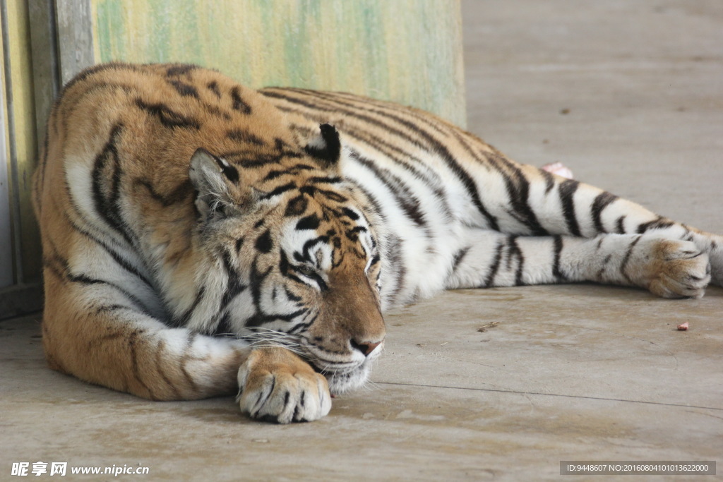 躺着的老虎图片