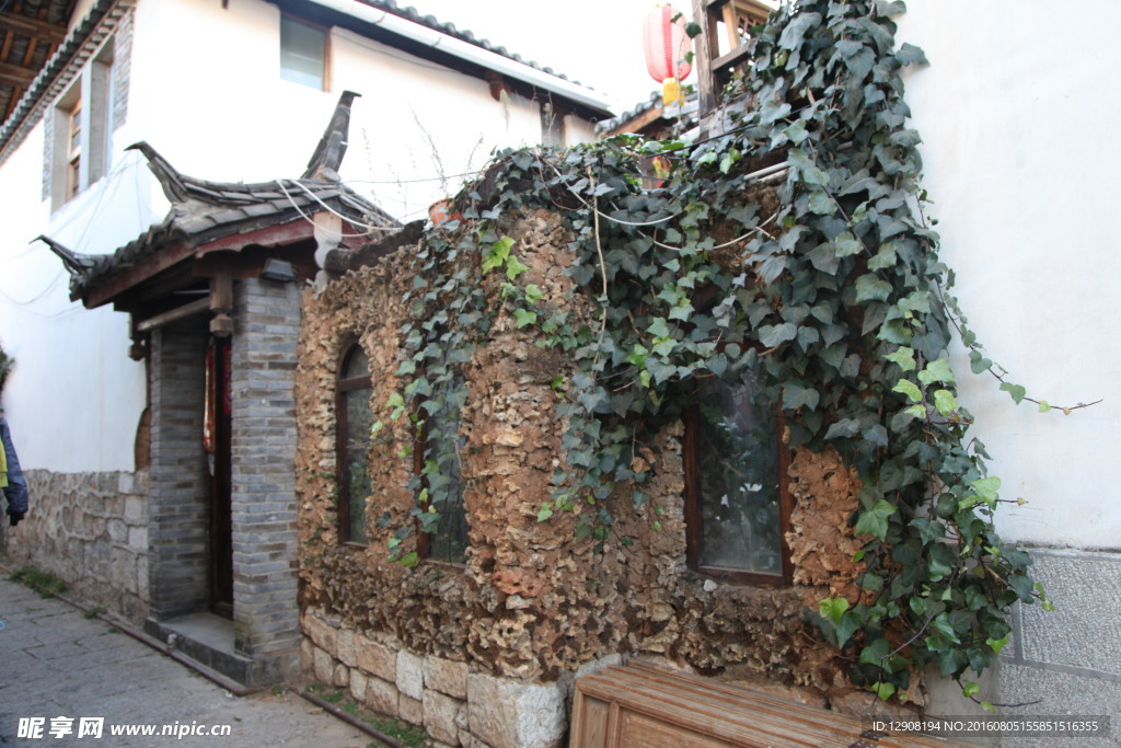 爬山虎