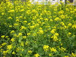 油菜花