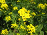 油菜花