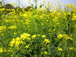 油菜花