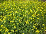 油菜花