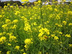 油菜花