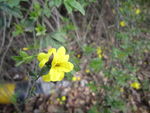 迎春花