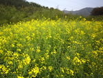 油菜花