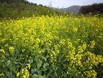 油菜花