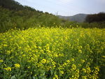 油菜花