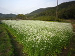 白油菜花