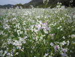 白油菜花