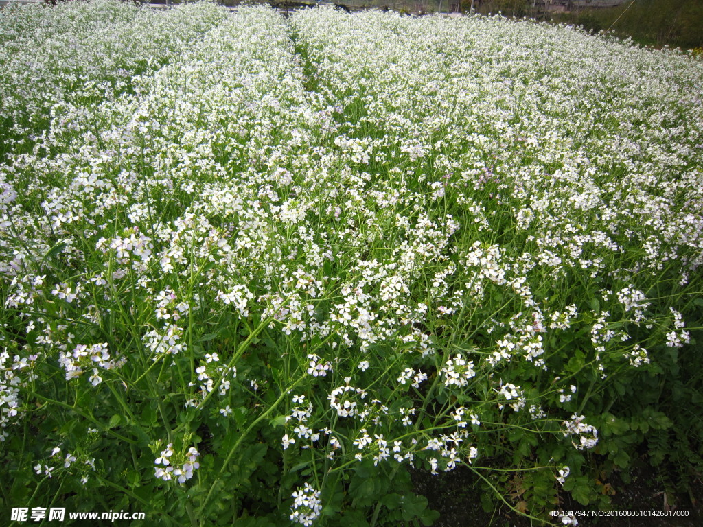 白油菜花