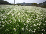 白油菜花