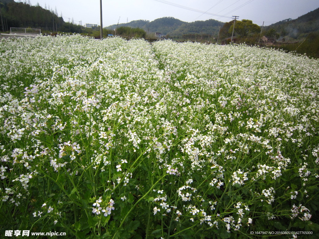 白油菜花