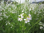 白油菜花