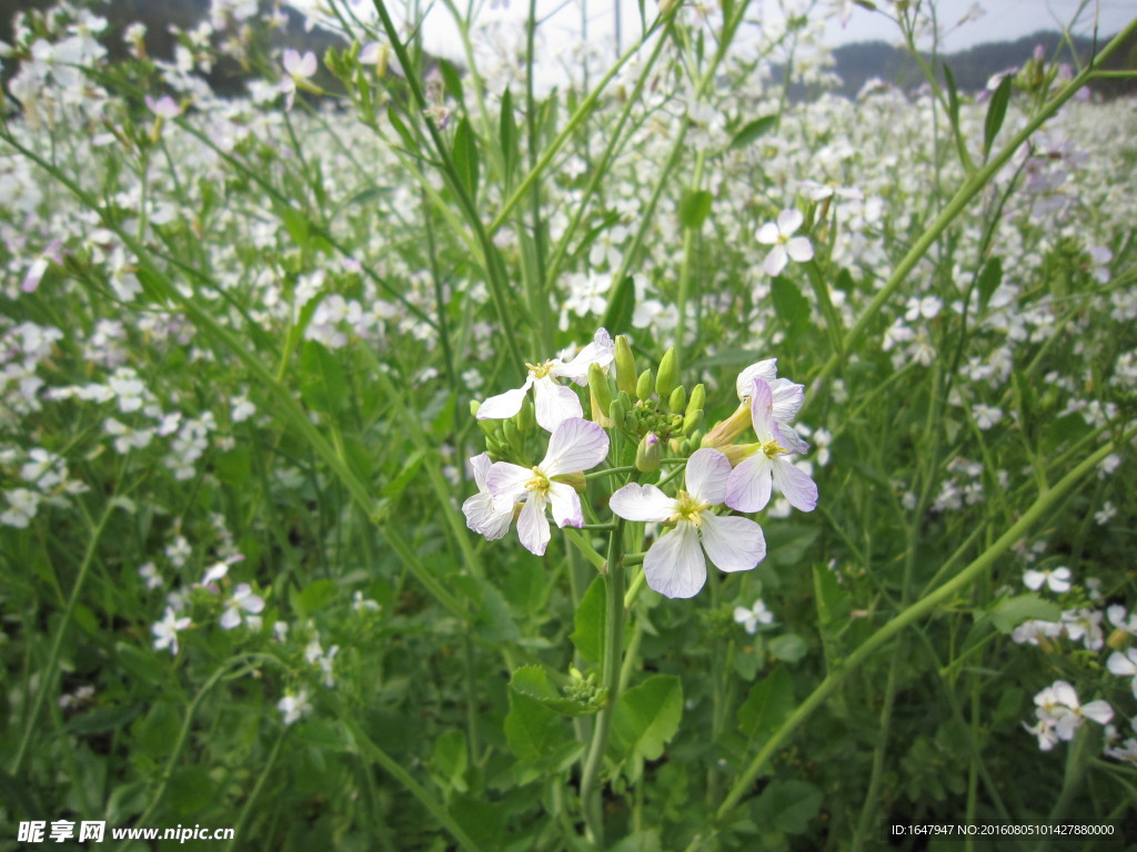 白油菜花