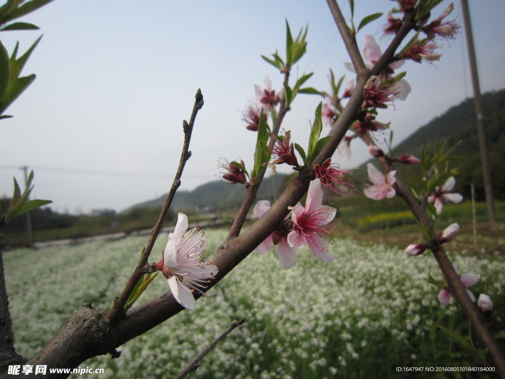 桃花
