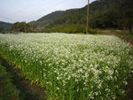 白油菜花