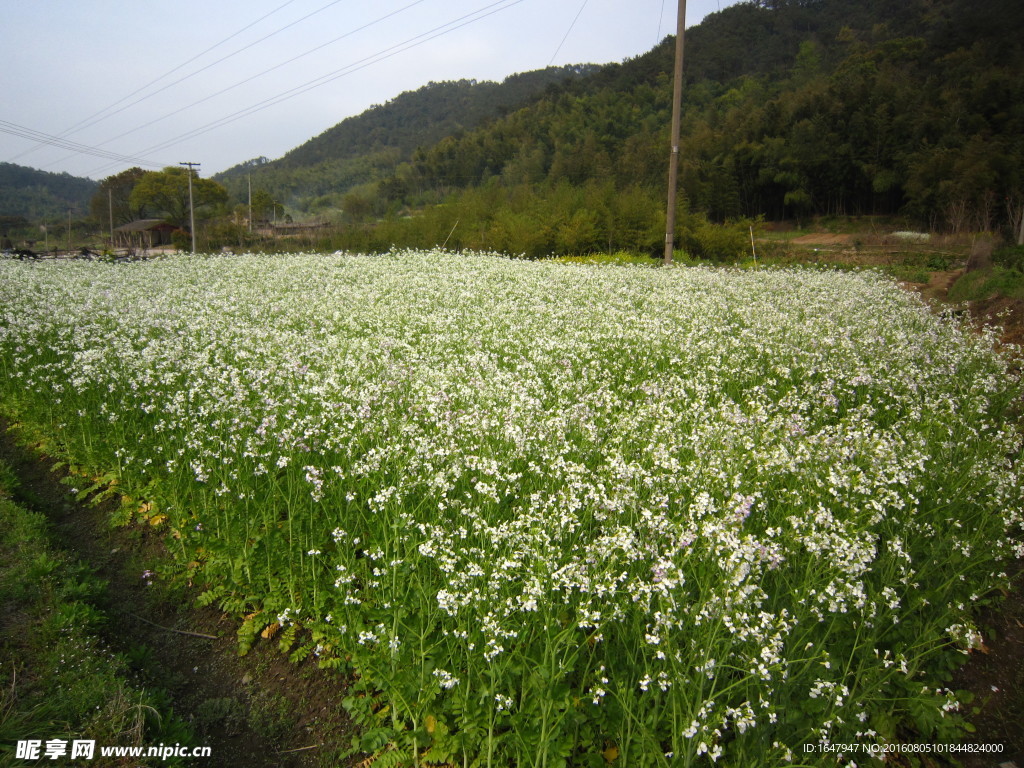 白油菜花