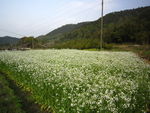 白油菜花