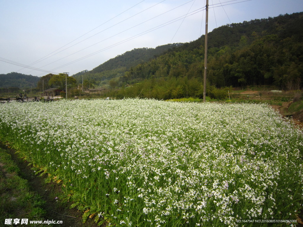 白油菜花