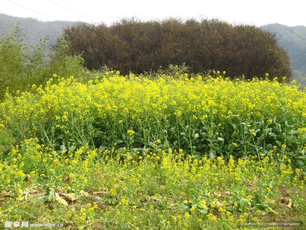 油菜花