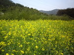 油菜花