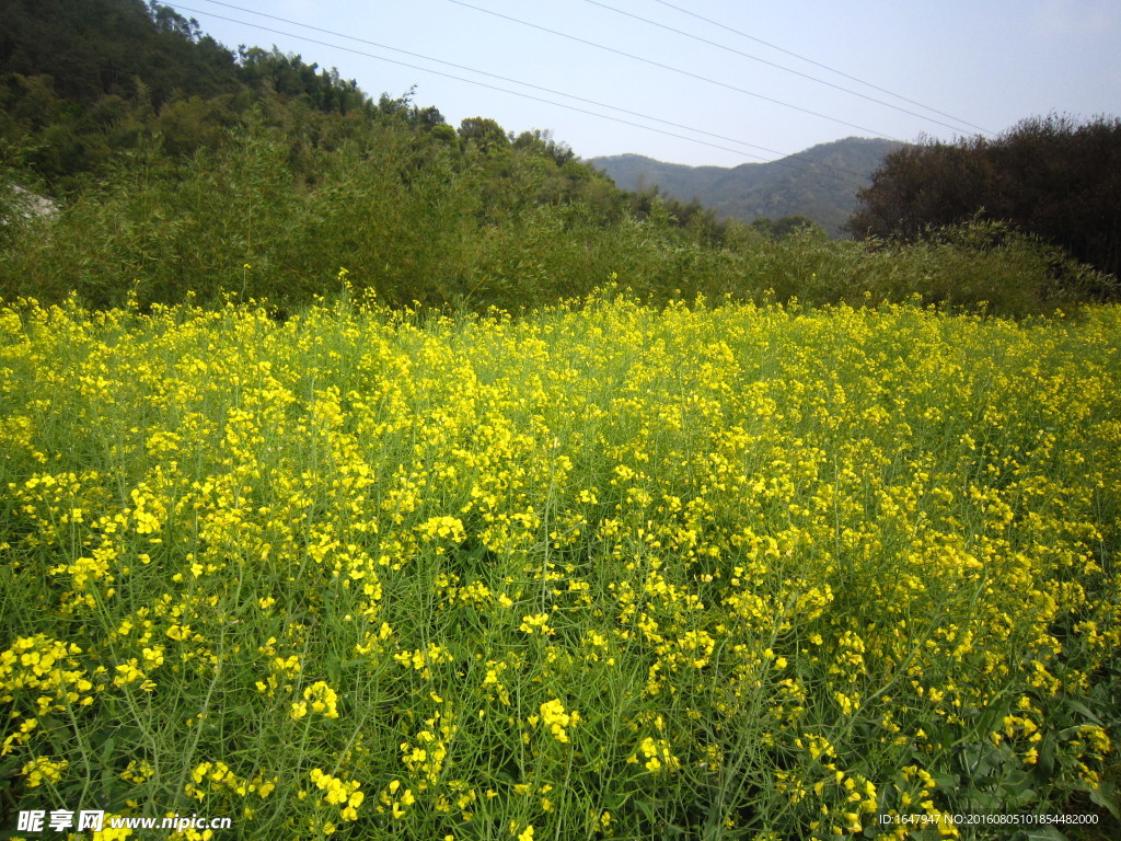 油菜花