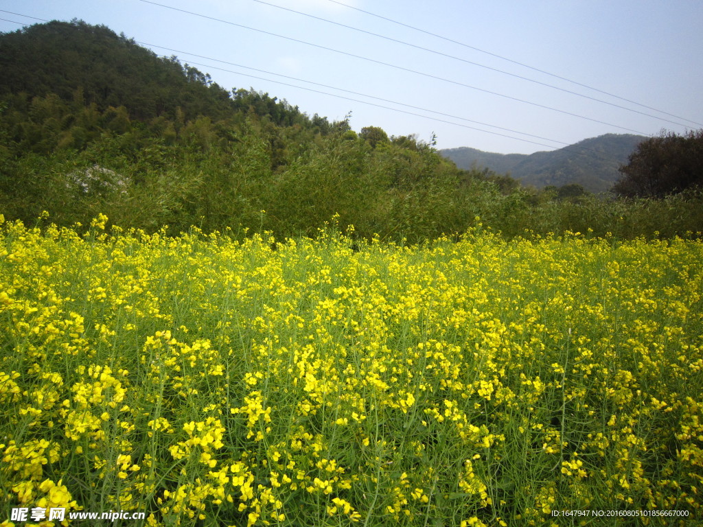 油菜花