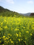 油菜花