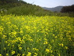 油菜花