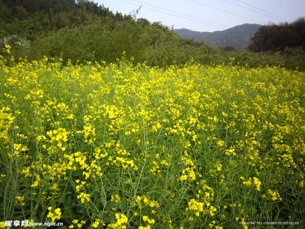 油菜花