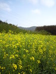油菜花