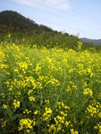 油菜花